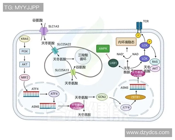 探索奥蓬达的魅力与潜力：揭示其在现代社会中的重要性与影响力